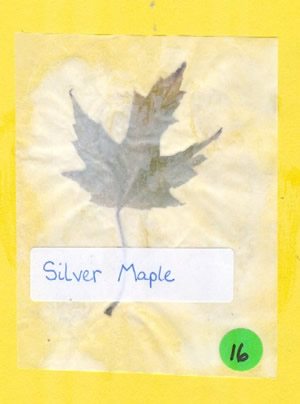 Silver Maple Leaf