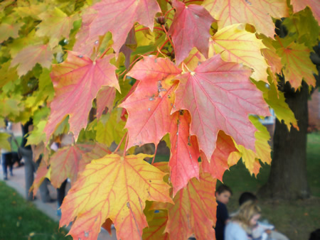 Some leaves are red