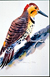 Yellowhammer