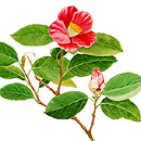Camellia