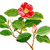 Camellia