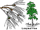 longleaf pine tree