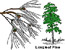 longleaf pine tree