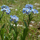 Forget-Me-Not  Flower