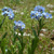 Forget -me-not flower