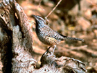 Cactus Wren