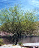 Yellow Palo Verde