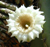 Saguaro Cactus Blossom