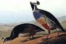 California Quail