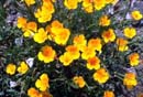Golden Poppy