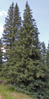 Blue Spruce