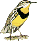 Lark Bunting