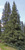 Blue Spruce Tree