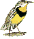 Lark Bunting