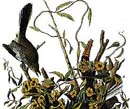 Mocking Bird