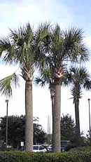 Sabal Palmetto