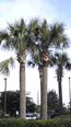 Sabal Palmetto