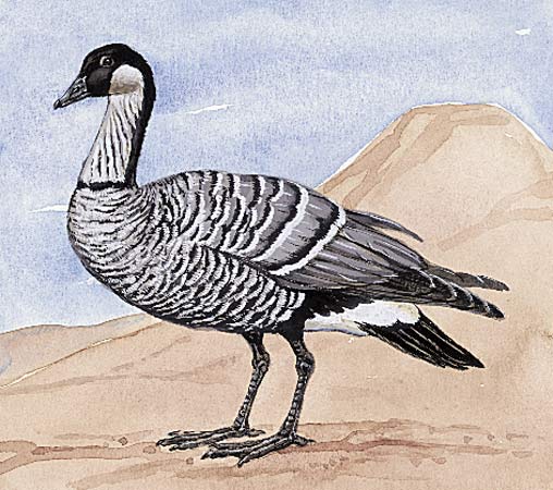 Goose