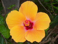 Hibiscus