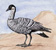Goose