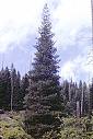 Western White Pine