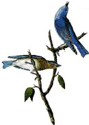 Mountain Bluebird