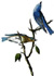 Mountain Bluebird