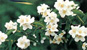 Syringa