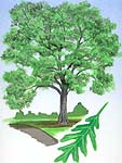 White Oak tree