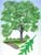 white oak tree