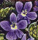 Native Violet 