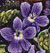 native violet