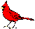 Cardinal