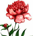 Peony