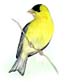 Goldfinch