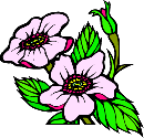 Wild Rose