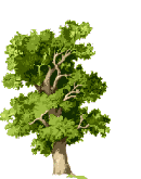 Oak tree