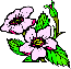 Wild Rose