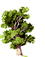 Oak tree