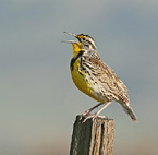 Western Meadowlark