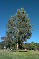 Cottonwood tree