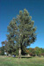 Cottonwood tree