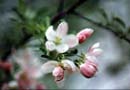 Apple blossom