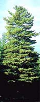 White pine