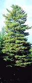 White pine tree