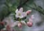 Apple blossom