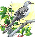 Mockingbird 