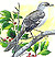 mockingbird