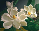 Magnoilia