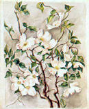 Flowering Dogwood